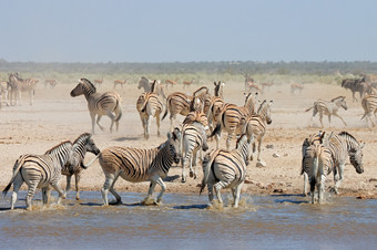 平原斑马科仕布尔切利水潭埃托沙国家公园纳米比亚