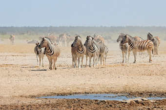 平原斑马科仕布尔切利尘土飞扬的水潭埃托沙国家公园纳米比亚