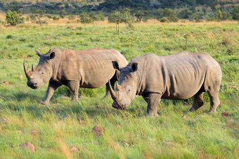 濒临灭绝的白色犀牛钇模拟一对自然栖息地南非洲