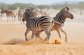 两个平原<strong>斑马</strong>马科仕布尔切利战斗埃托沙国家公园纳米比亚
