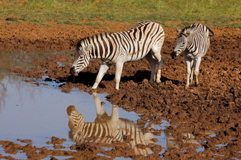平原斑马科仕布尔切利喝水潭莫卡拉国家公园南非洲