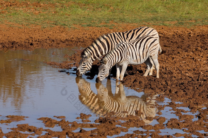 平原斑马科仕布尔切利喝水潭莫卡拉国家公园南非洲