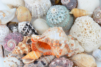 特写镜头集团贝壳许多不同的品种