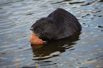 水獭肌蓖麻河狸鼠河老鼠河狸鼠吃面包河取的野生动物