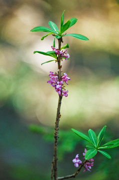 达芙妮mezereum发芽布鲁姆春天