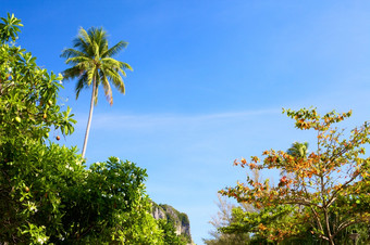 绿色泰国树对蓝色的天空背景