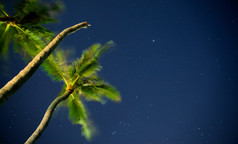 热带晚上天空棕榈树而且星星