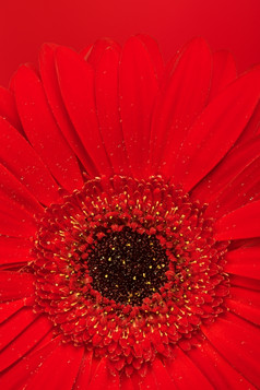 美丽的红色的非洲菊花关闭视图