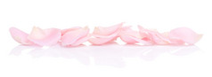 粉红色的玫瑰花瓣孤立的白色背景