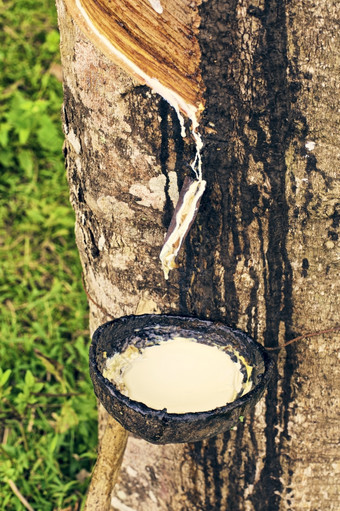 橡胶乳胶橡胶乳胶从树农场泰国