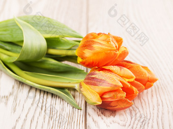 橙色郁金香花花束木背景橙色郁金香花