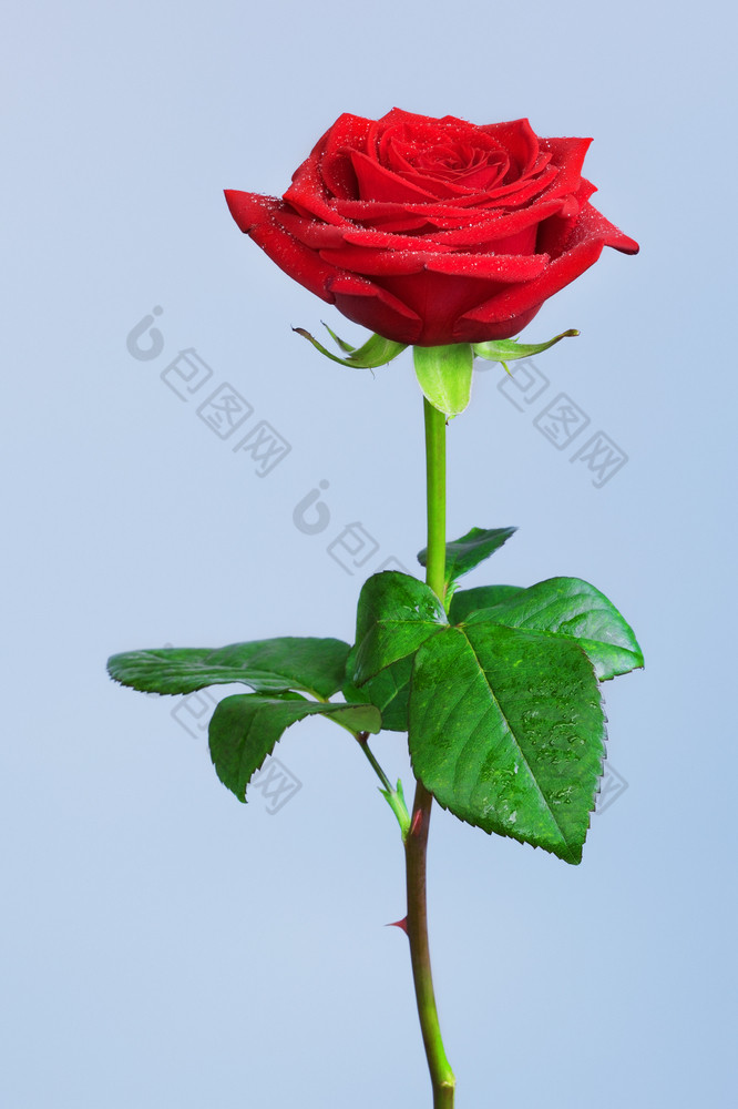 单红色的玫瑰花蓝色的背景红色的玫瑰花