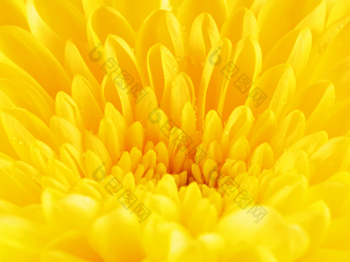 秋天黄色的花菊花背景宏拍摄黄色的菊花花花瓣