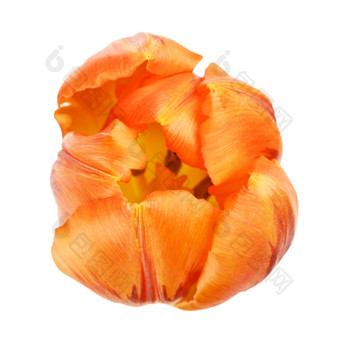 橙色郁金香花孤立的白色背景橙色郁金香花