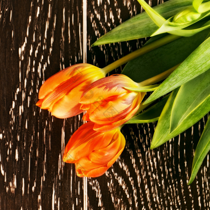 橙色郁金香花花束木背景橙色郁金香花