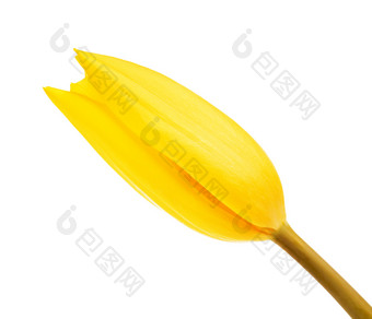 黄色的郁金香花巴德孤立的白色背景黄色的郁金香花巴德