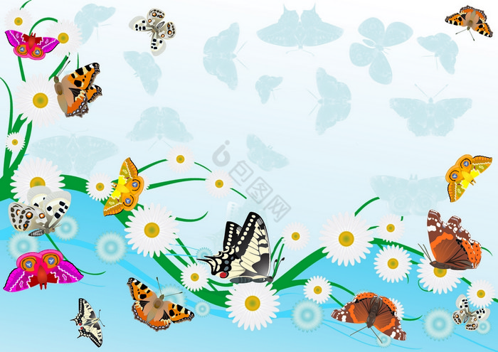 蝴蝶和雏菊图片