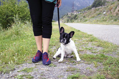 富有表现力的黑色的和白色法国斗牛犬与有趣的脸皮带在走与他的主的概念狗情人活跃的生活方式有趣的动物