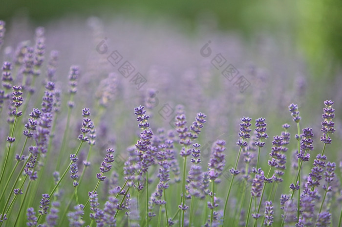 场淡紫色薰衣草花淡紫色薰衣草花薰衣草花Angustifolia阳光明媚的公园