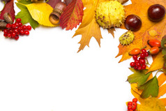秋天边境橡子栗荚莲属的植物罗文布瑞尔·罗而且五彩缤纷的叶子