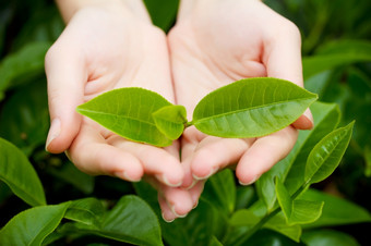 新鲜的茶叶子手在茶布什种植园