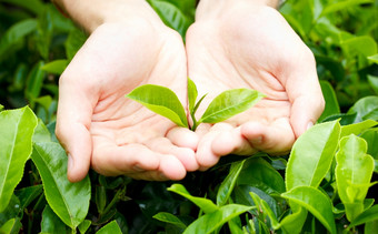 新鲜的茶叶子手在茶布什种植园