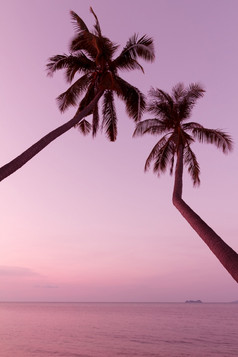 古董程式化的棕榈树热带海滩《暮光之城》
