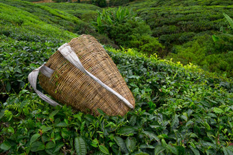 茶选择器袋与新鲜的叶在布什茶种植园卡梅隆高地马来西亚
