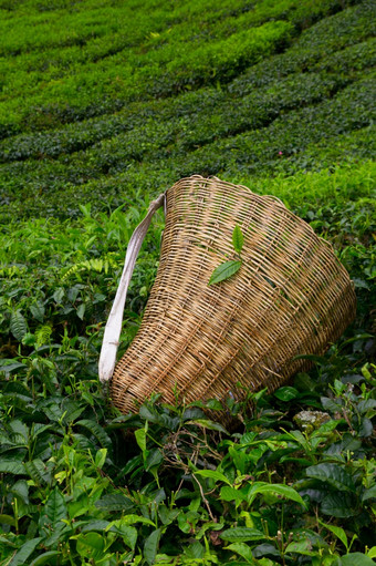 茶选择器袋与新鲜的叶在布什茶种植园卡梅隆高地马来西亚