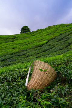 茶选择器袋与新鲜的叶在布什茶种植园卡梅隆高地马来西亚