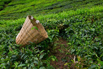 茶选择器袋与新鲜的叶在布什茶种植园卡梅隆高地马来西亚