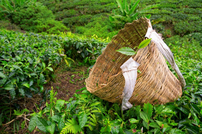 茶选择器袋与新鲜的叶在布什茶种植园卡梅隆高地马来西亚