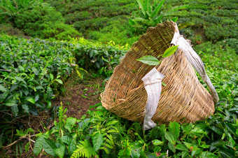 茶<strong>选择器</strong>袋与新鲜的叶在布什茶种植园卡梅隆高地马来西亚