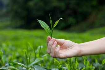 新鲜的茶叶子手指在茶灌木种植园