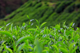 新鲜的年轻的茶树叶种植园