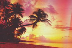 美丽的热带日落与棕榈树silhoette海滩复古的程式化的