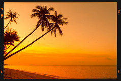 热带棕榈树海滩日落复古的电影程式化的