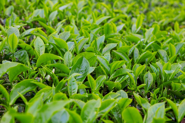 新鲜的年轻的茶树叶种植园