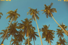 棕榈树热带海岸古董健美的和电影程式化的