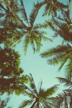 古董健美的不同的棕榈树在天空背景视图