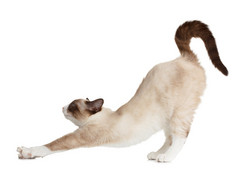 猫伸展运动孤立的白色背景