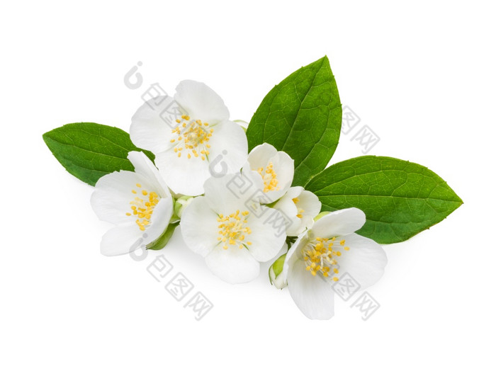 茉莉花花和叶子孤立的白色背景