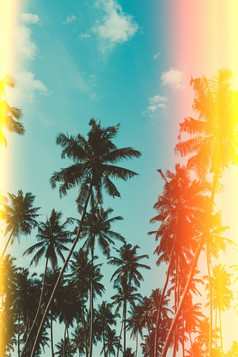 棕榈树热带海滩古董健美的和复古的颜色程式化的与电影风格光泄漏