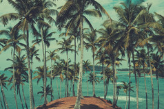 棕榈树热带海岸视图以上的海洋古董健美的和复古的颜色程式化的