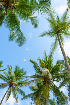 异国情调的热带棕榈树夏天视图从底的天空阳光明媚的一天