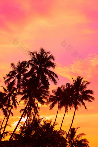 热带日落椰子棕榈树