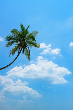 热带棕榈树在天空背景