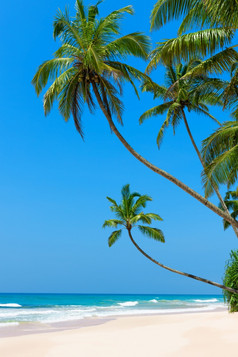 田园热带海滩与清洁白色海洋沙子和棕榈树在的水