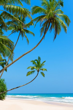 田园空热带海滩与清洁白色海洋沙子和棕榈树在的水
