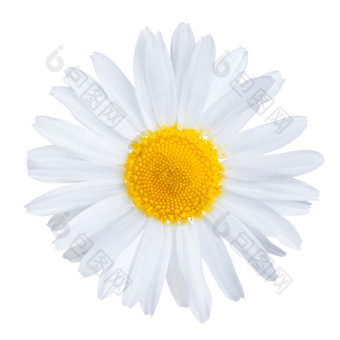 单医疗洋甘菊花使用Herbal茶洋甘菊洋甘菊孤立的白色背景